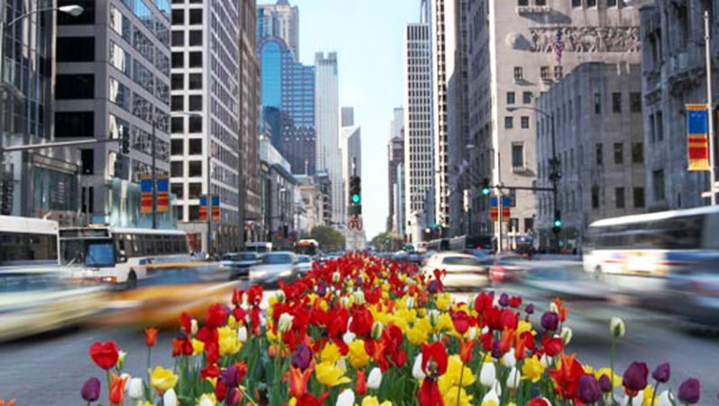La stagione dei tulipani a Chicago: Millennium Park