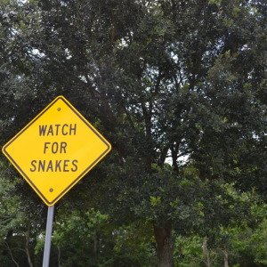 Attenzione ai serpenti, Texas